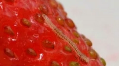 Metode de combatere a nematodelor pe căpșuni